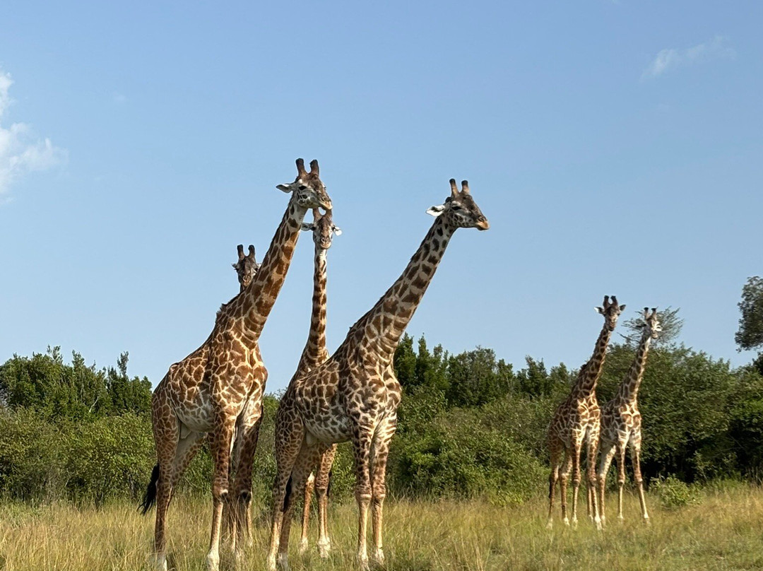 Right Choice Tours & Safaris-内罗毕必去景点