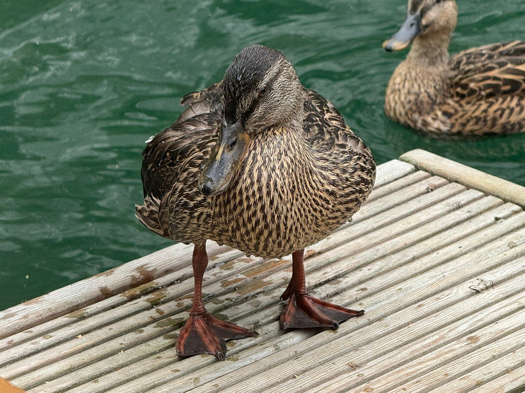 Hangloose Adventure Bluewater-达特福德必去景点