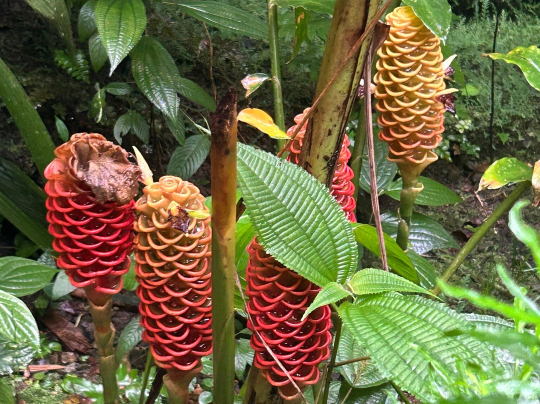 Sukia Park & Zip Line Tour-哥斯达黎加安东尼奥国家公园必去景点