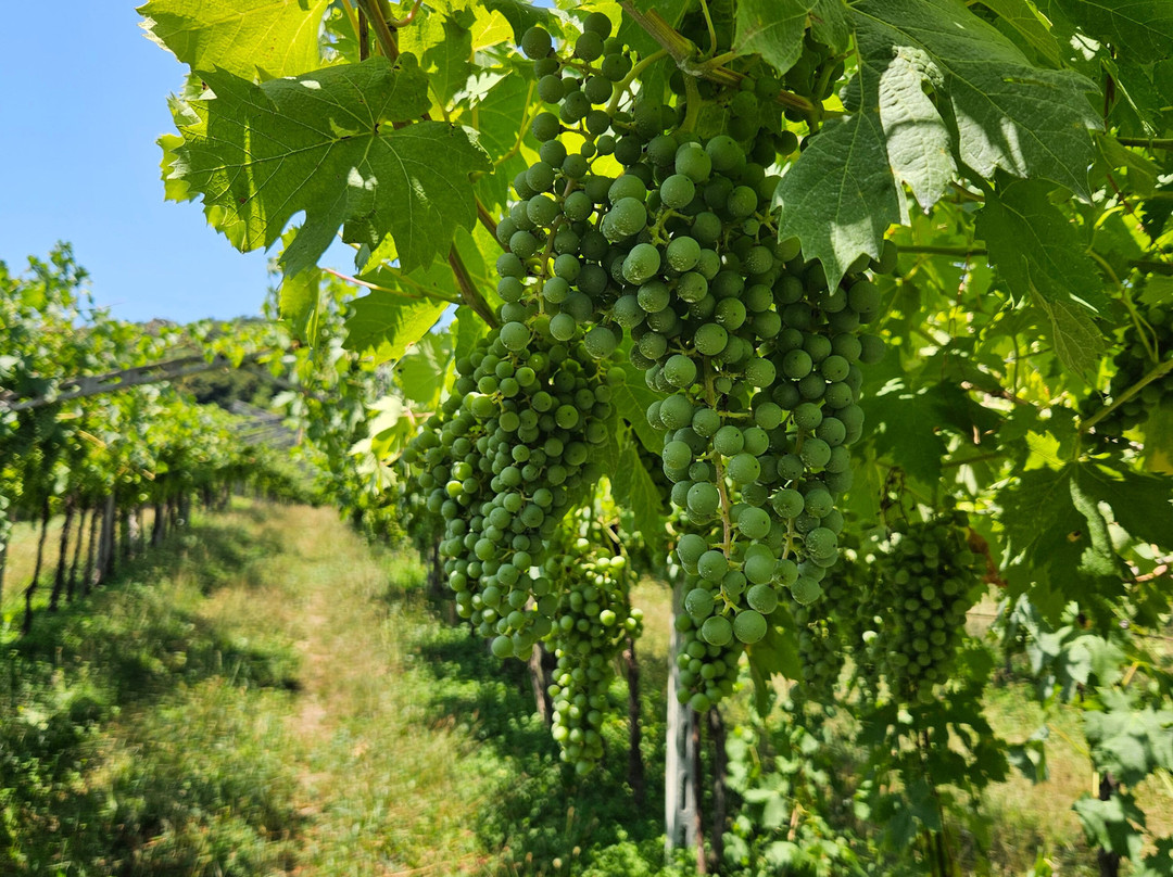 Corte Borghetti-Marano di Valpolicella必去景点
