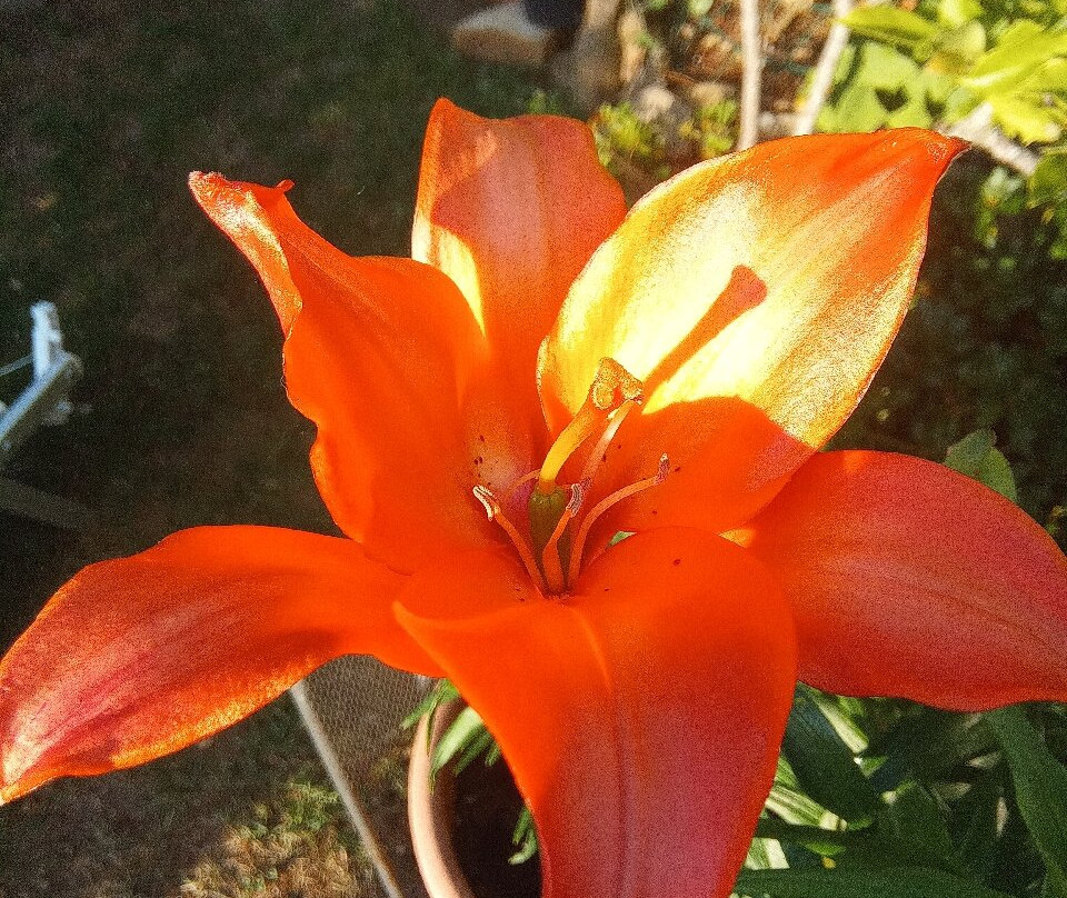 Il Giardino Di Monfestino-Serramazzoni必去景点