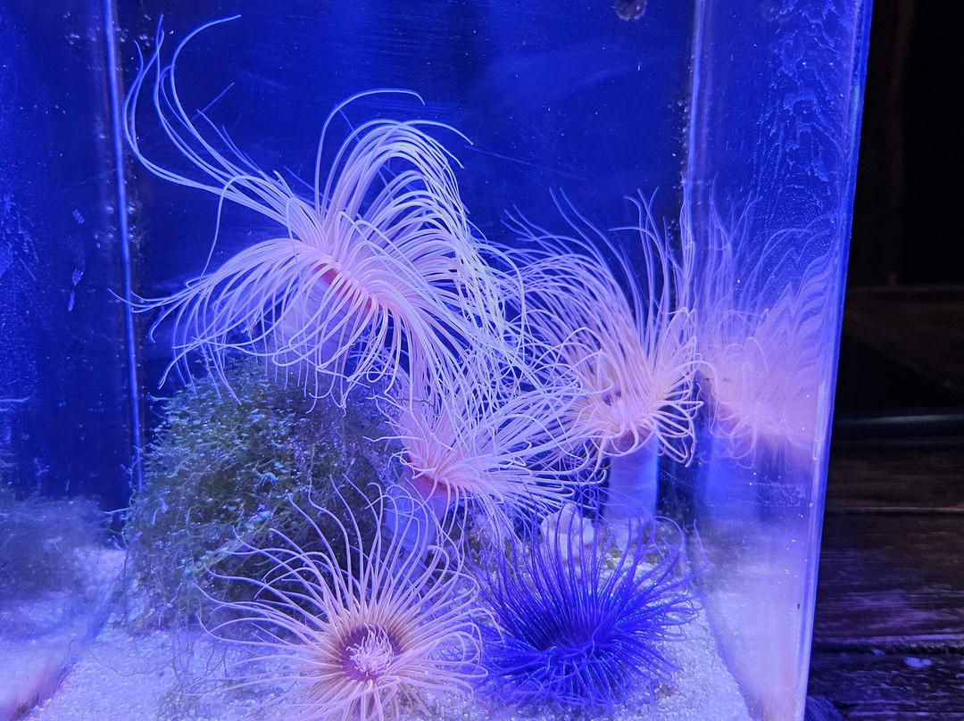 The National Aquarium Abu Dhabi-阿布扎比必去景点