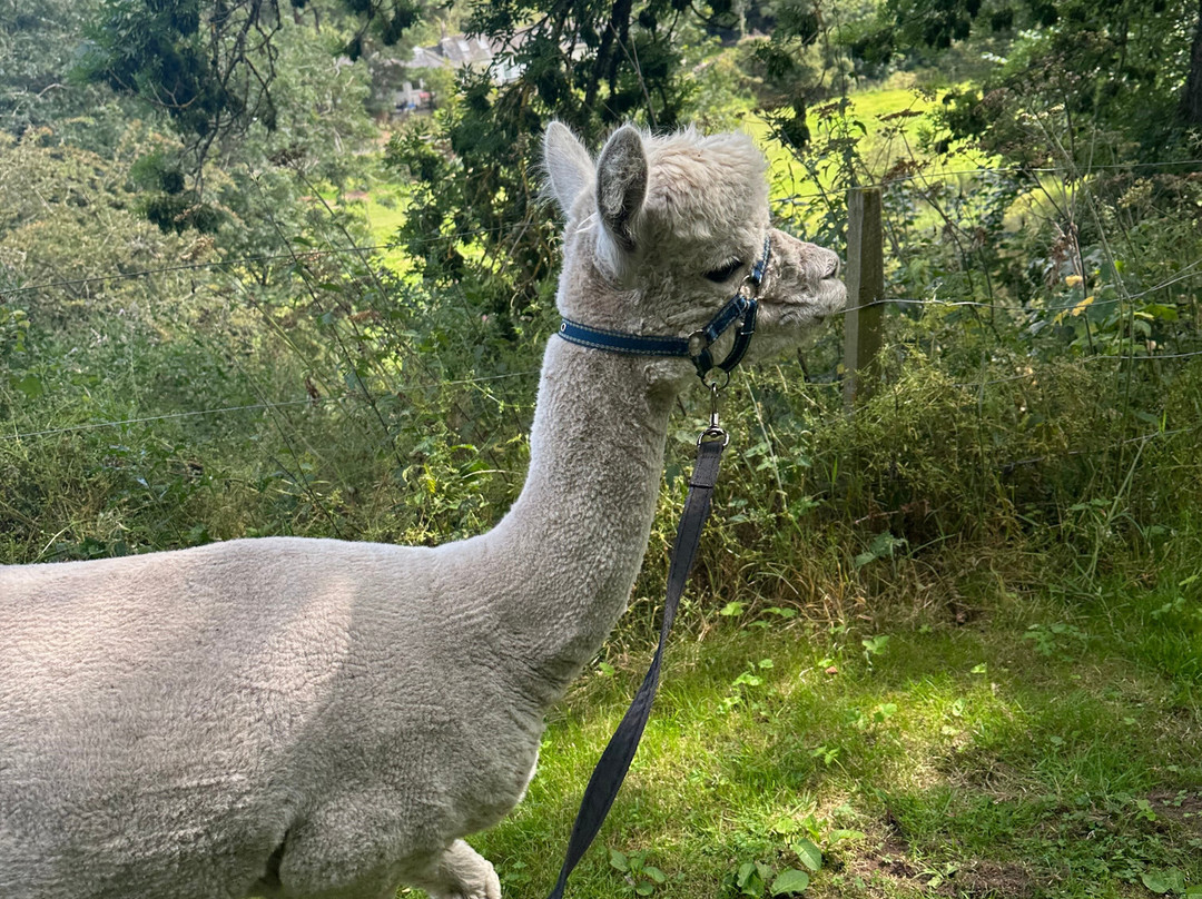 David’s Hill Alpacas-Arbroath必去景点