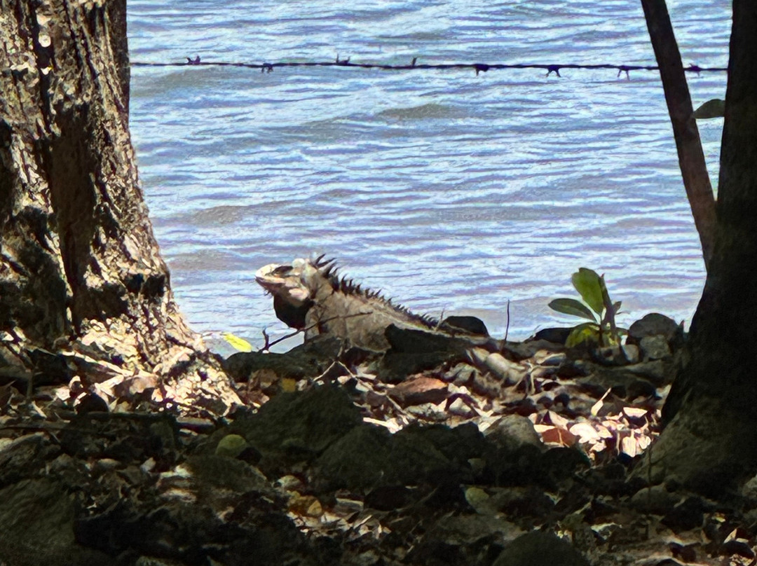 Madinina Kayaks-Le Robert必去景点