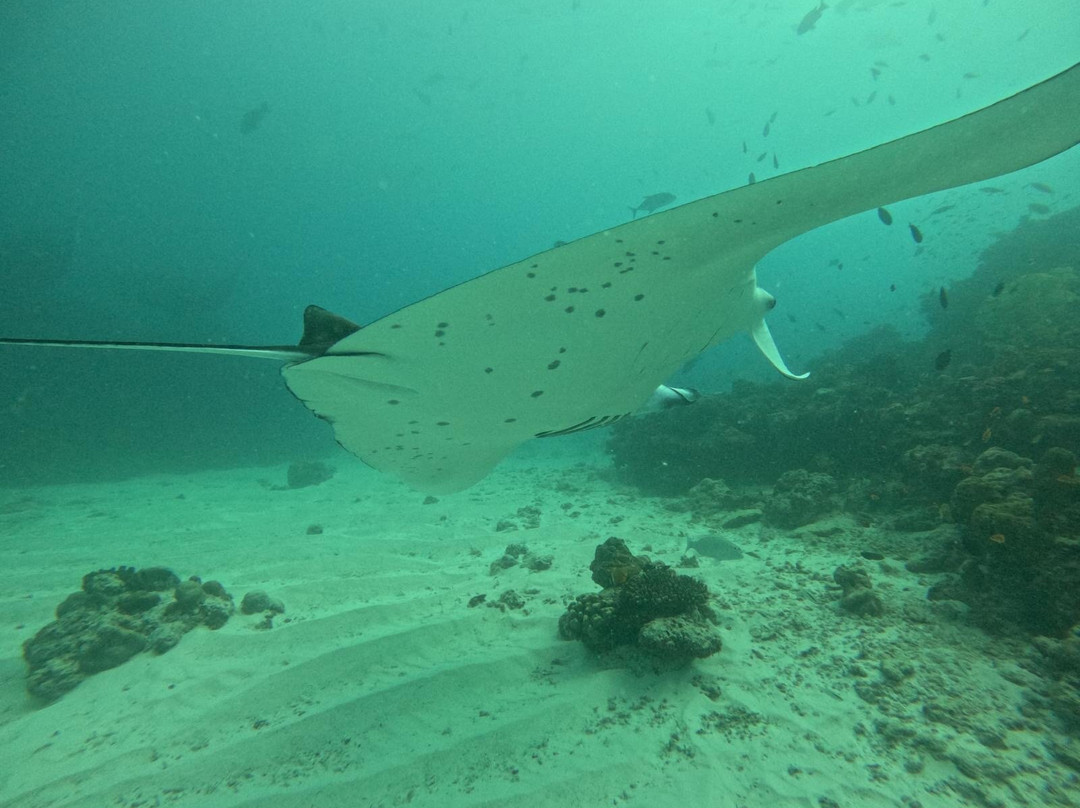 DivePoint Meedhupparu-蜜杜帕卢岛必去景点