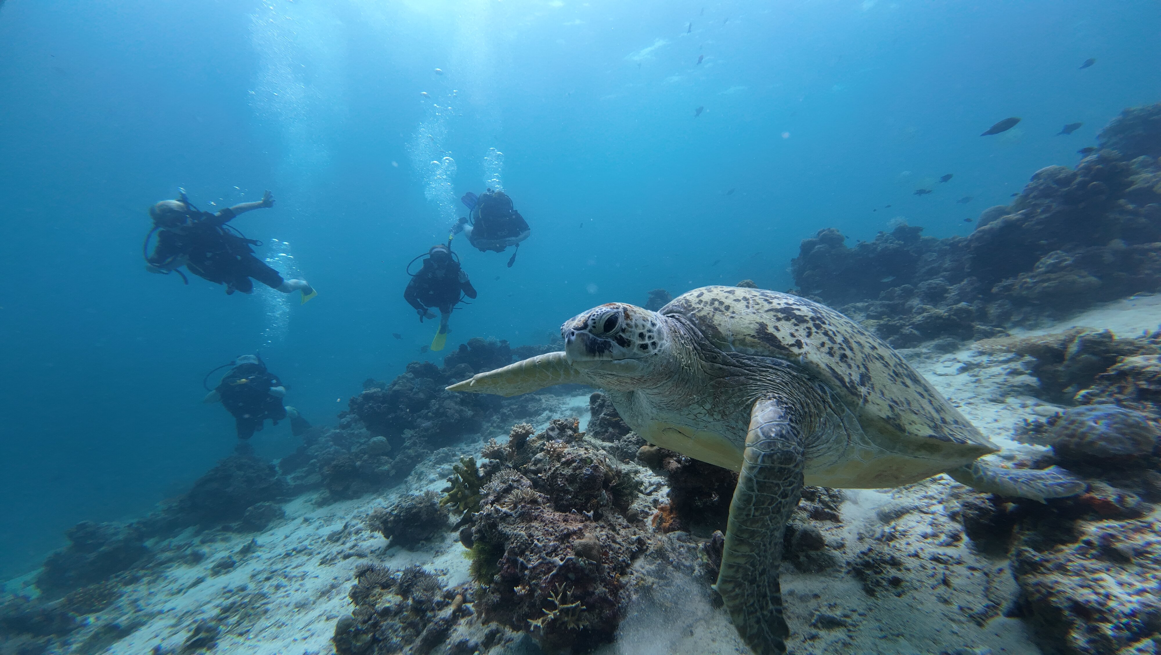 仙本那马布岛潜水度假村-泳池