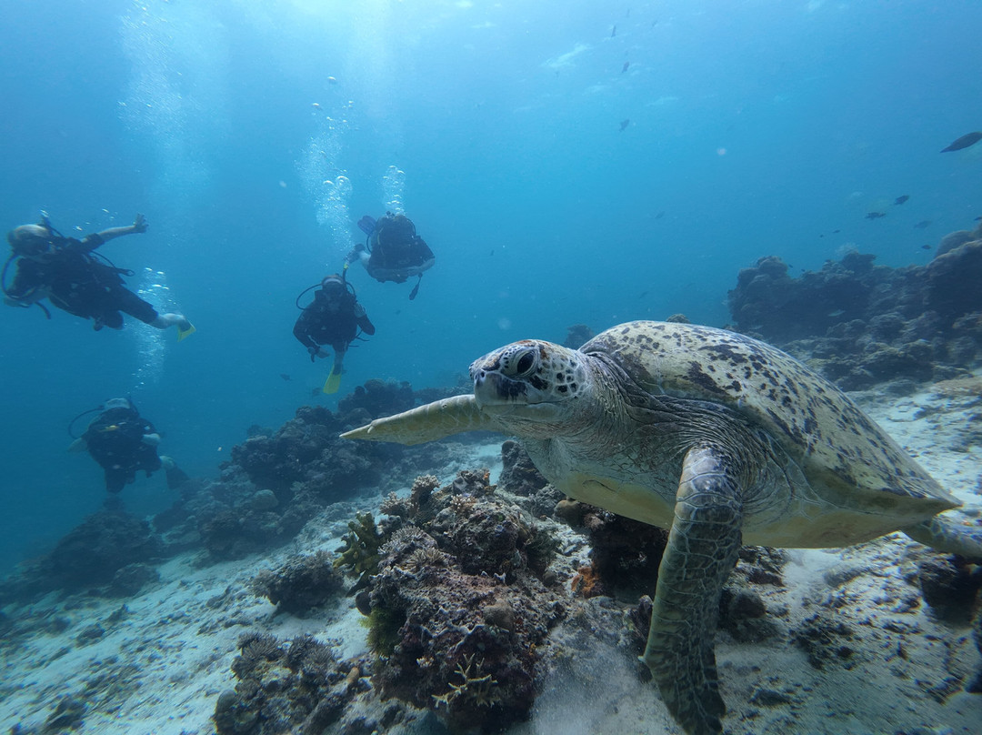 仙本那马布岛潜水度假村主图