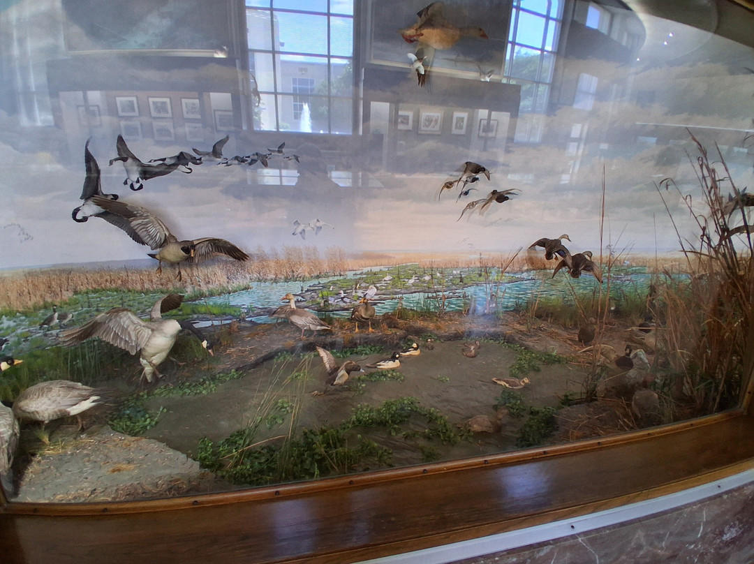 Louisiana State Exhibit Museum-什里夫波特必去景点