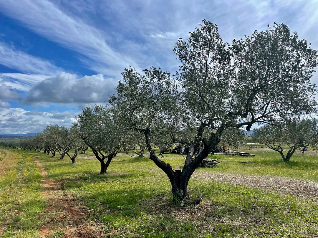 Jacob's Olive