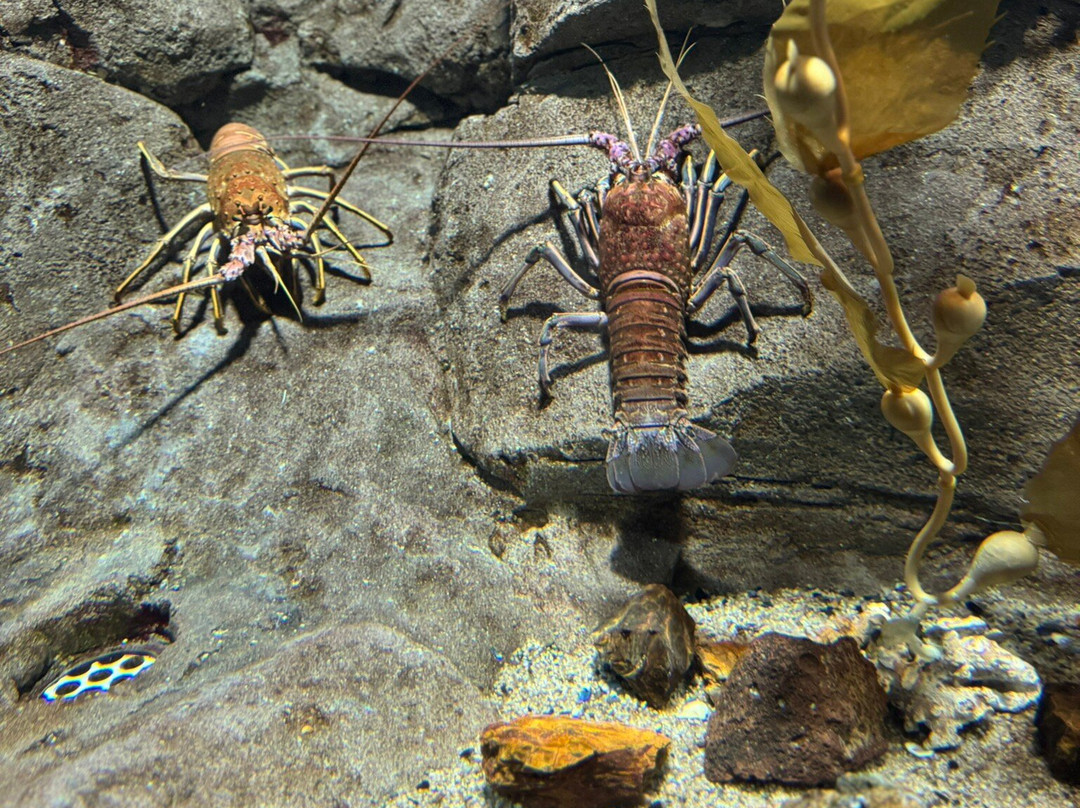 OdySea Aquarium-斯科茨代尔必去景点