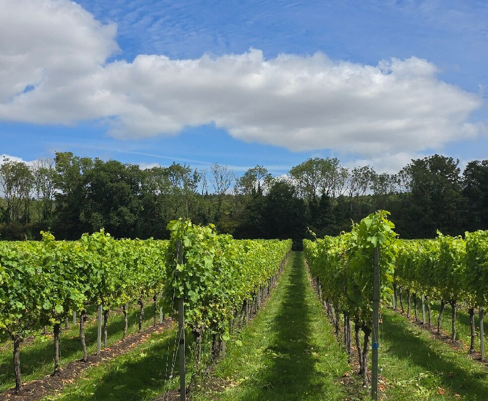 Westwell Wine Estate-Charing必去景点