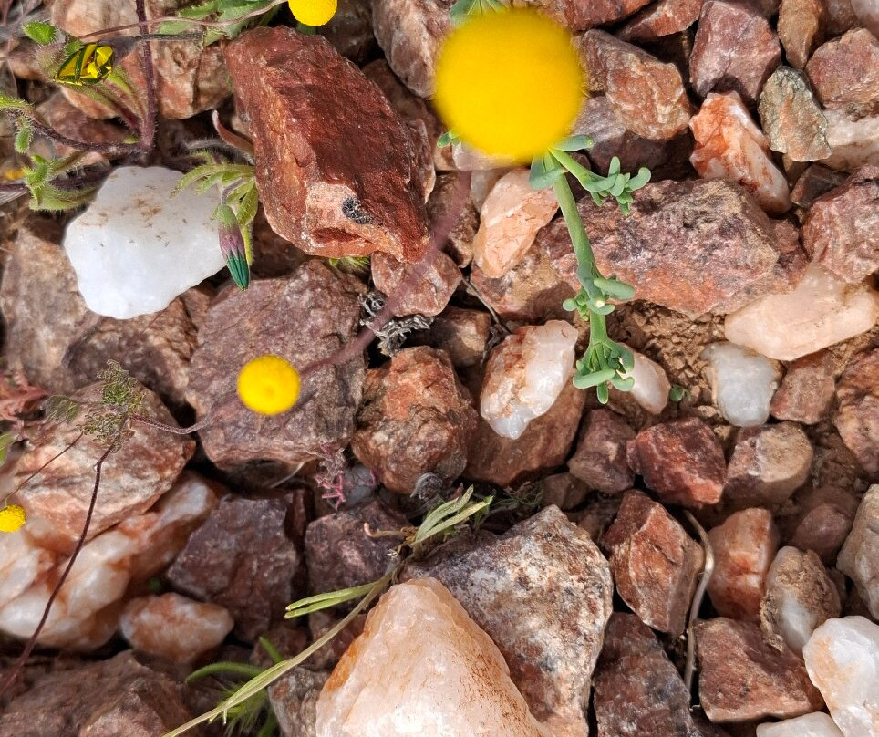 里希特斯韦特国家公园-北开普省必去景点