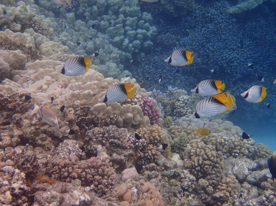 Emperor Desert Safaris-赫尔格达必去景点