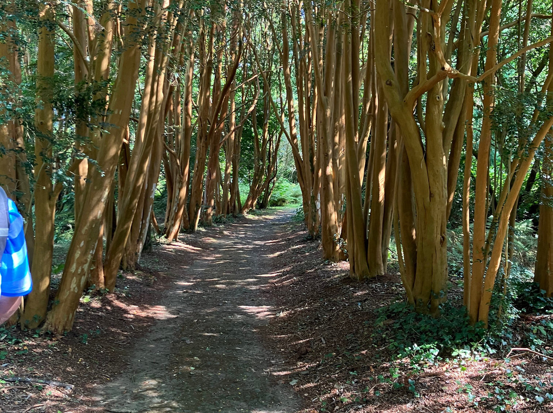 Picton Castle Gardens-哈弗福韦斯特必去景点