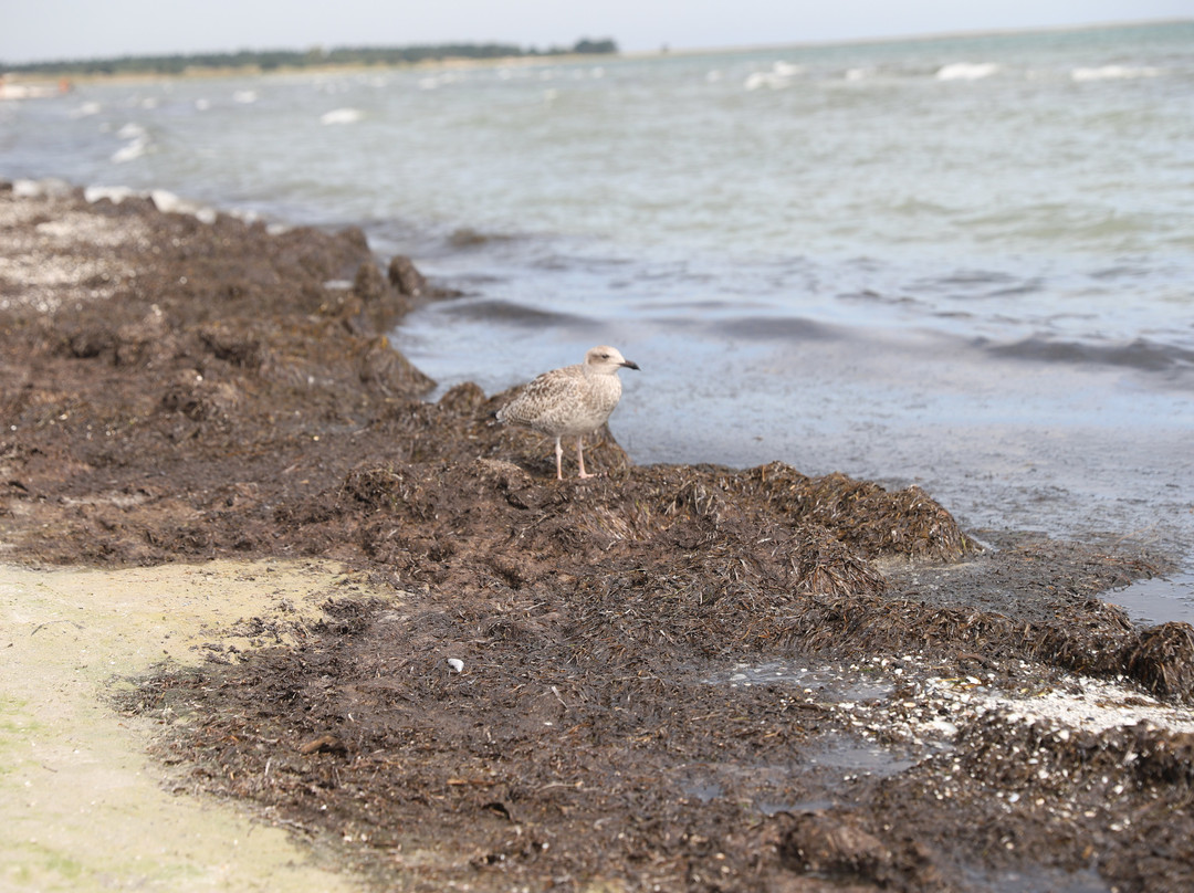 Naturreisen MV-Ostseebad Prerow必去景点