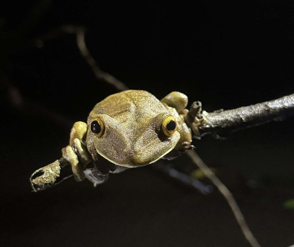 Amazon Wildlife Adventures-伊基托斯必去景点