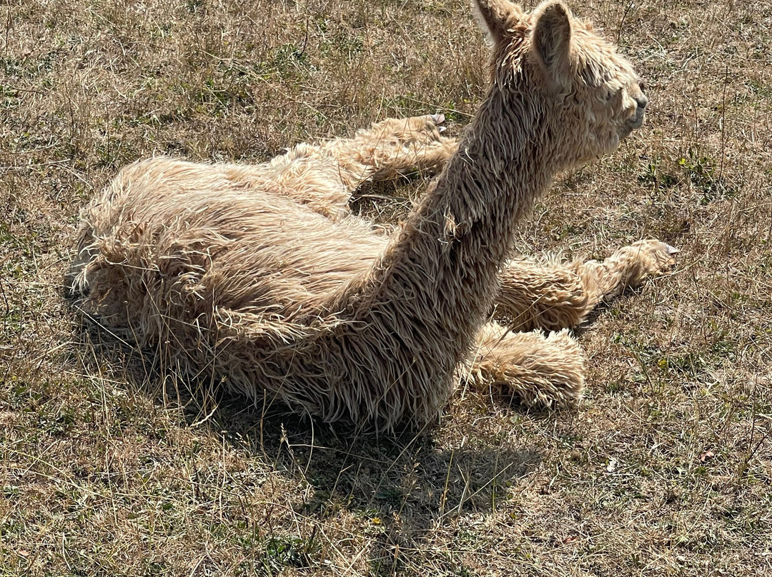Lane House Alpaca Farm-切本哈姆必去景点