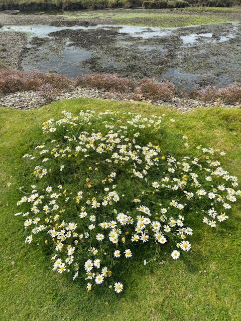 Scattery Island Tours-Kilrush必去景点