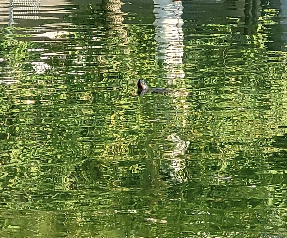 Ramiro Ruediger Park-Blumenau必去景点