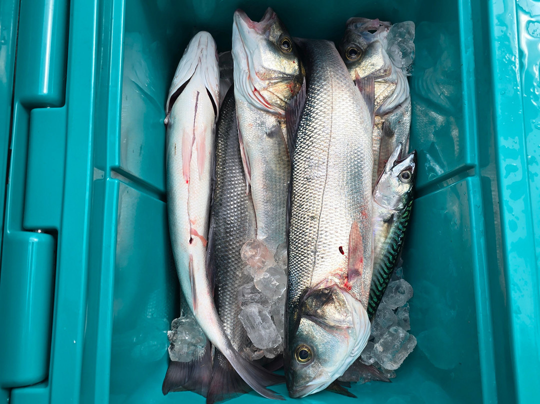 Ebony May Saundersfoot Charter Boat-桑德斯富特必去景点