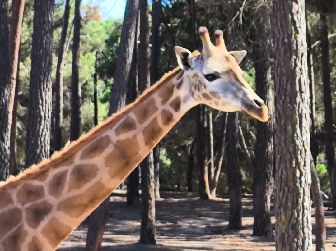 Badoca Safari Park-Santiago do Cacem必去景点