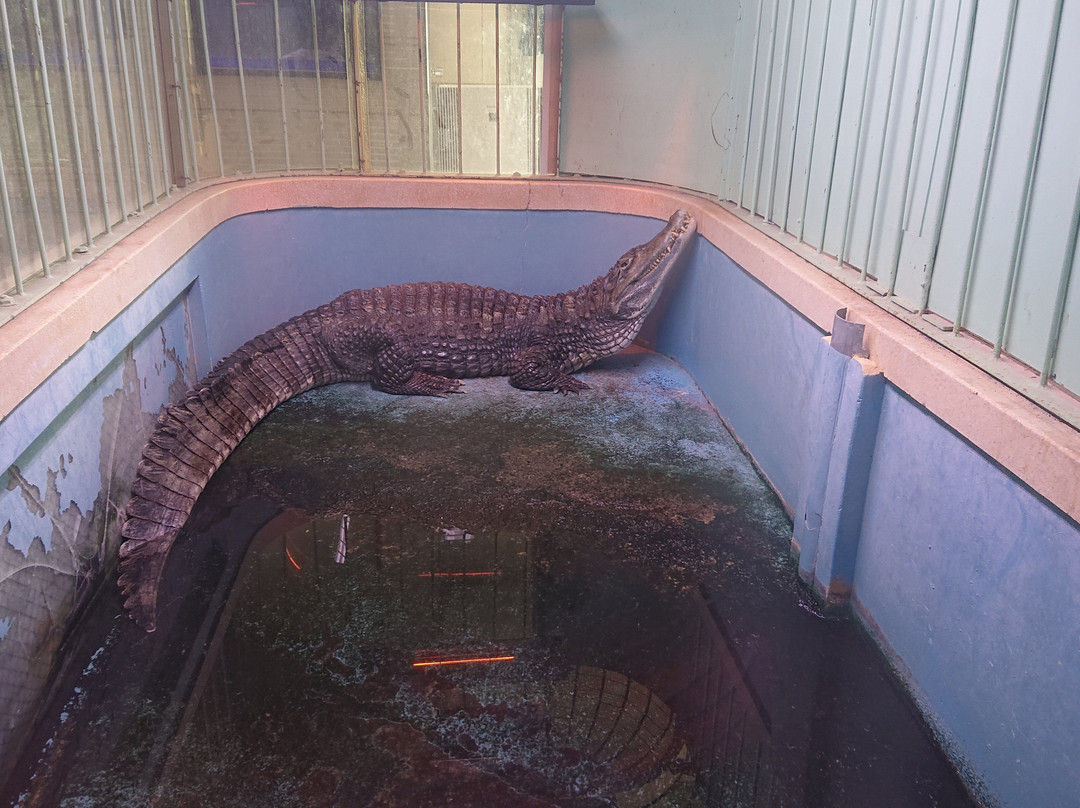 Kiryugaoka Zoo-桐生市必去景点