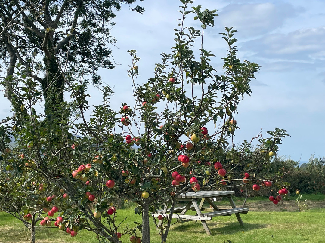 Pant Du Vineyard & Orchard-卡那封必去景点