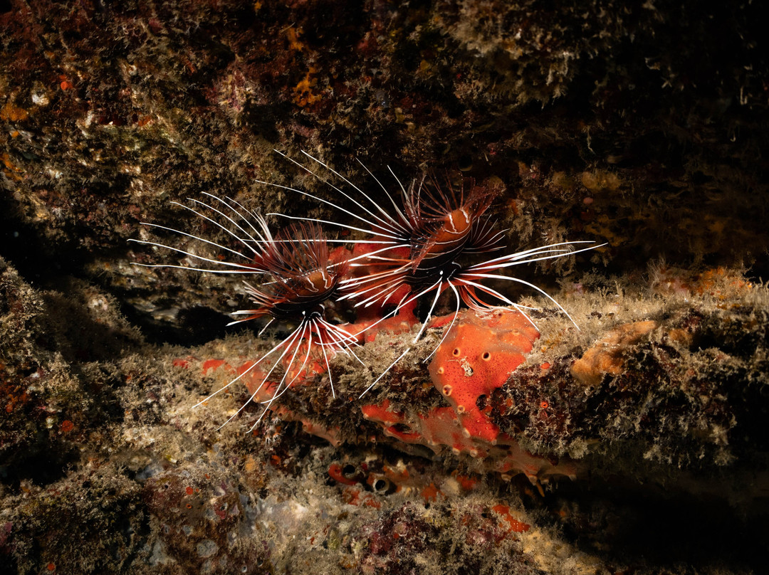 Amity Diving Club-Khuekkhak必去景点