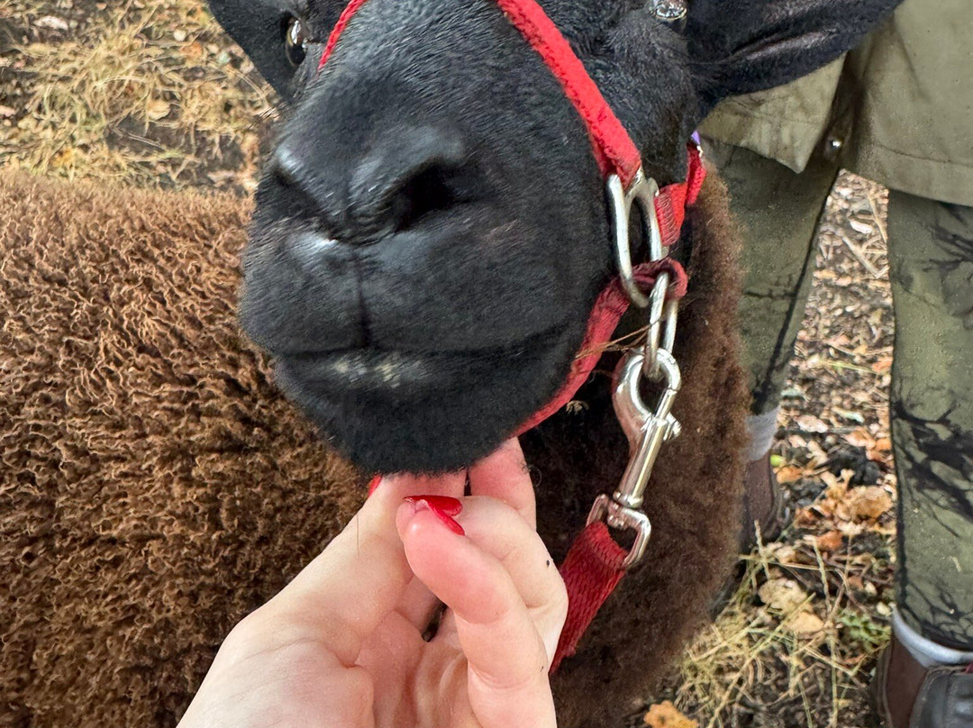Somerset Sheep Trekking-Pitminster必去景点