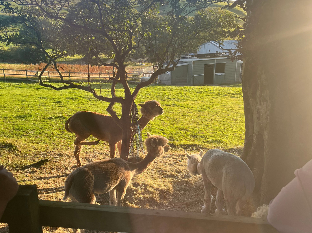 little peru alpaca trekking-Maybole必去景点