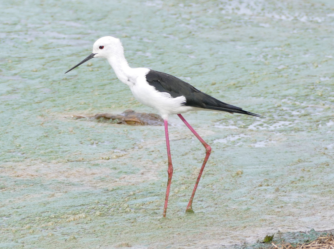 Mkhuze Game Reserve-莫库斯必去景点