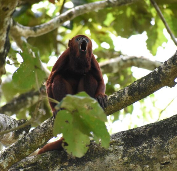 Wild Llanos Tours and Safaris-Yopal必去景点