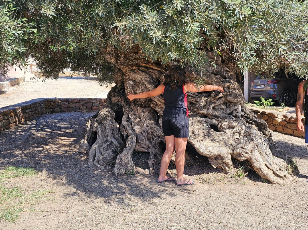 Olive Tree Museum of Vouves-Vouves必去景点