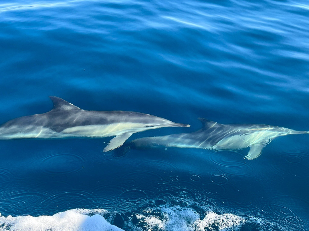 Ecomarine Algarve-法罗必去景点