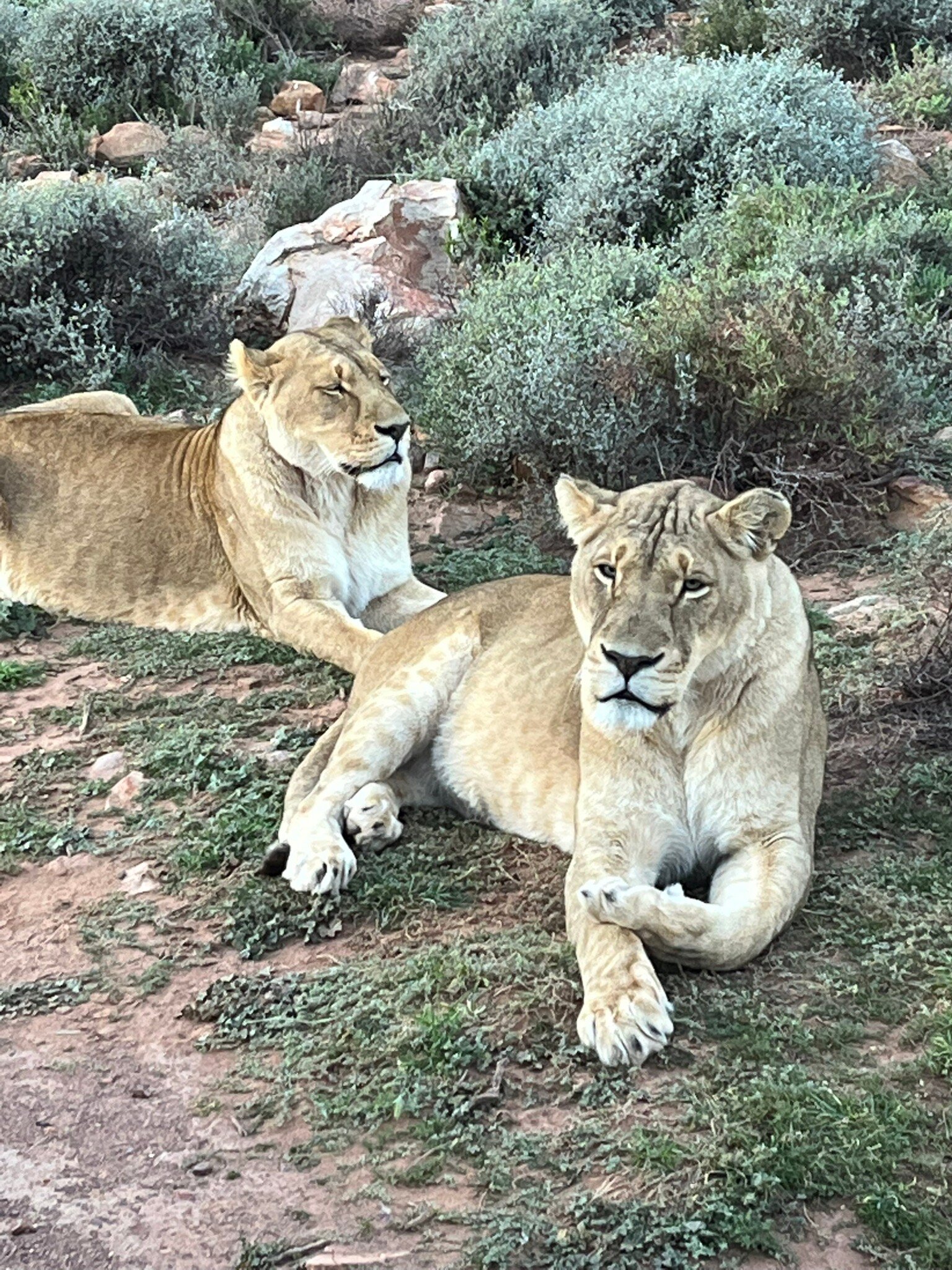 Aquila Private Game Reserve-官方