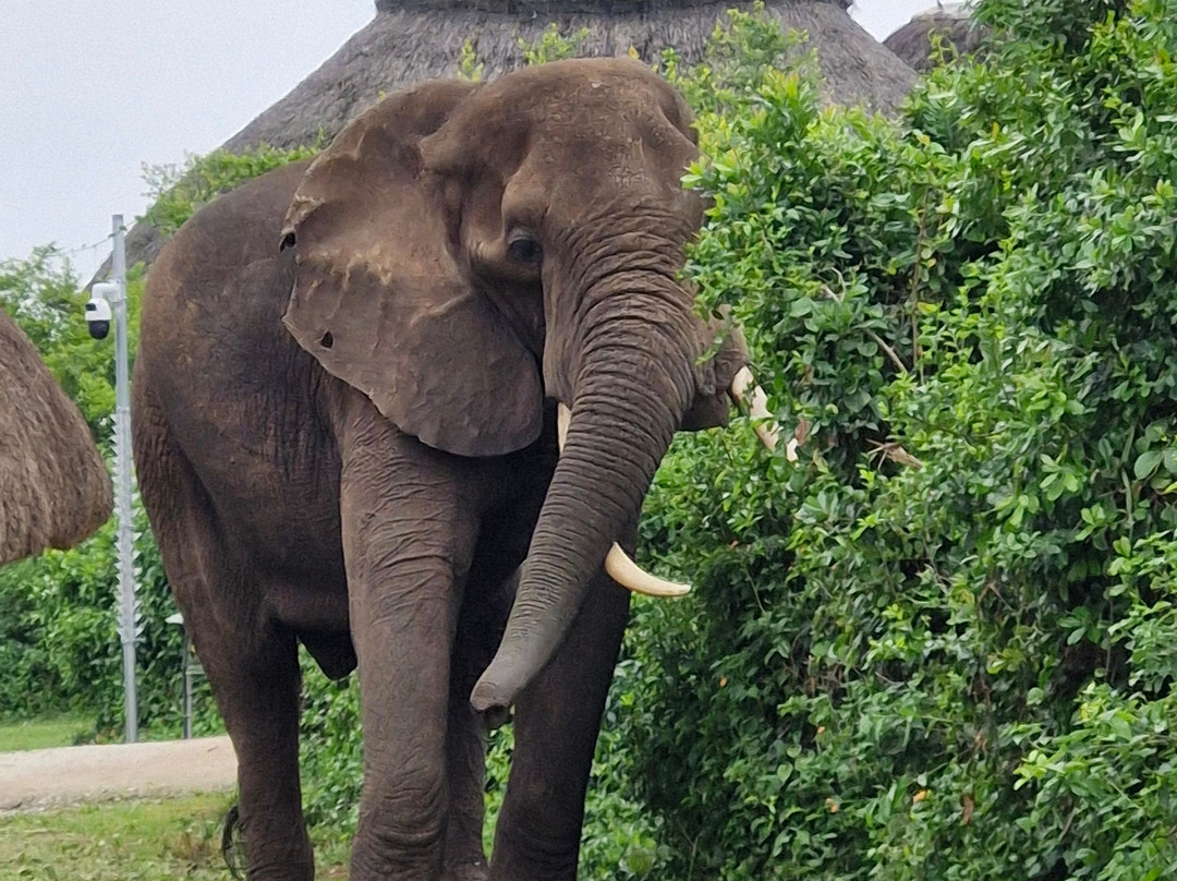 Ngoni Safaris Uganda-坎帕拉必去景点