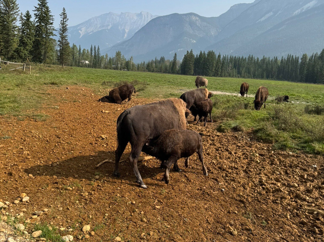 Rocky Mountain Buffalo Ranch & Guest Cabins-戈尔登必去景点