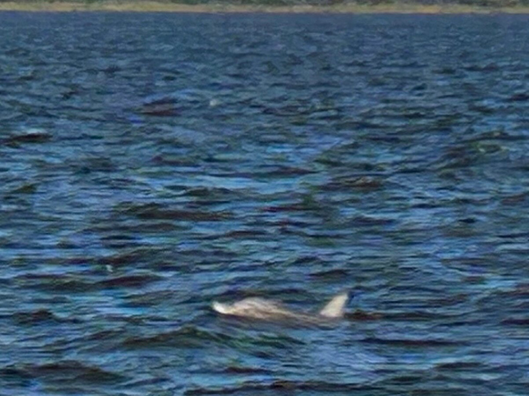 Paradise Dolphin Cruises-Wanchese必去景点