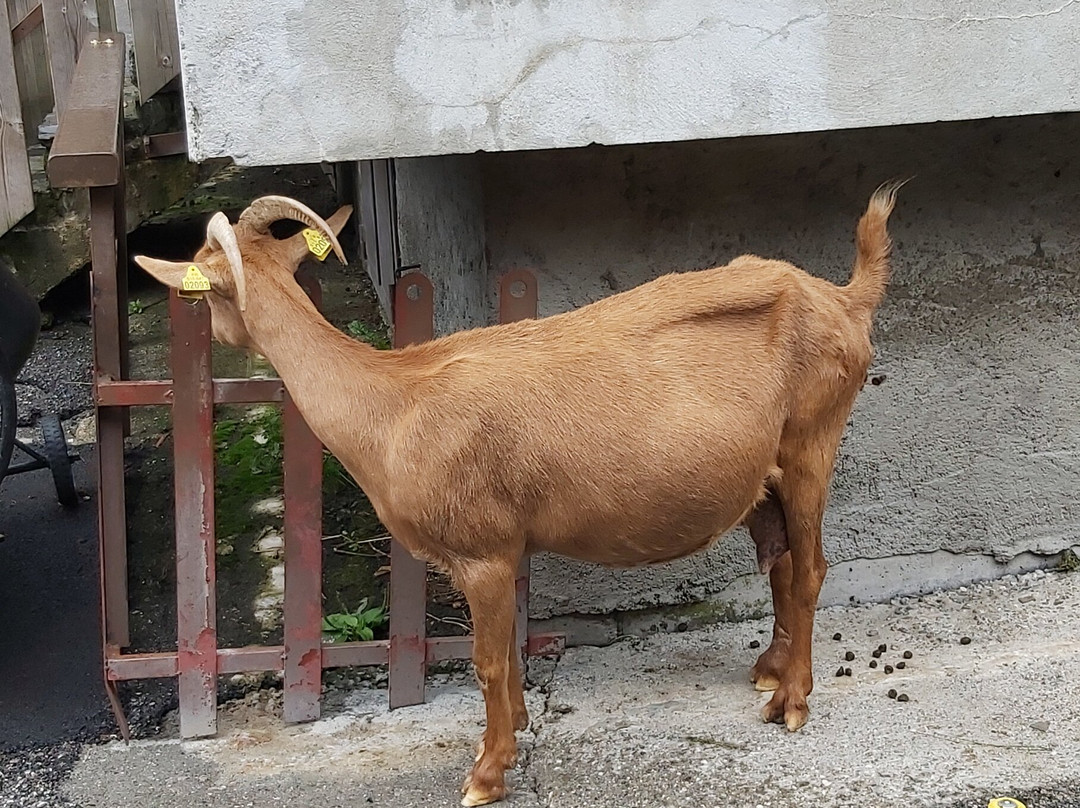 Les Lindarets Village des Chevres-Montriond必去景点