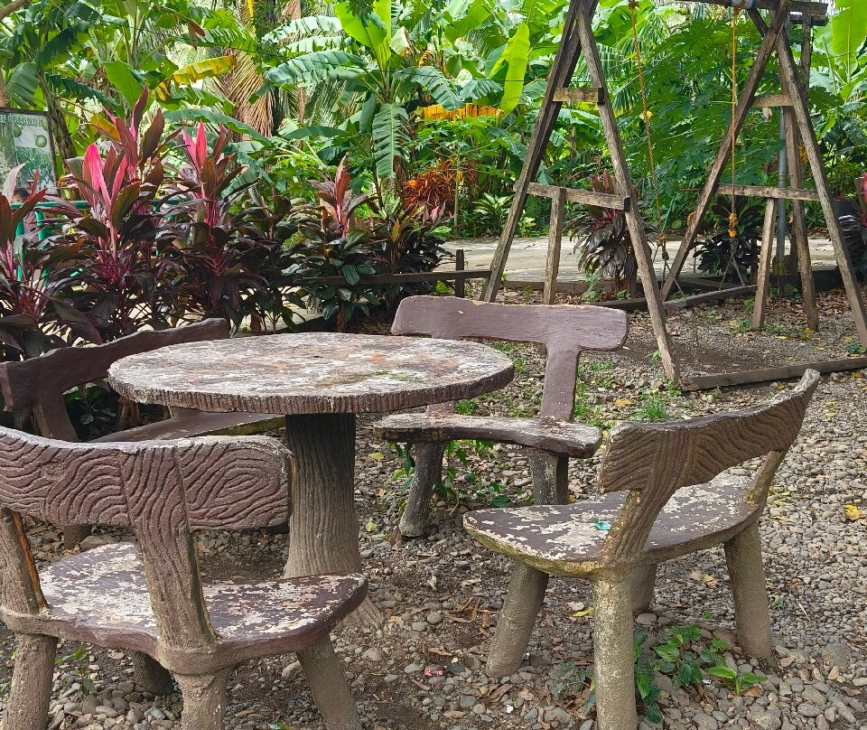 Millennium Tree (Balete tree)-Maria Aurora必去景点