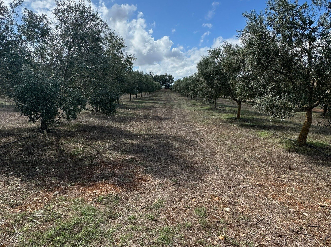 Oliveraie Casa Limbella-Algaida必去景点