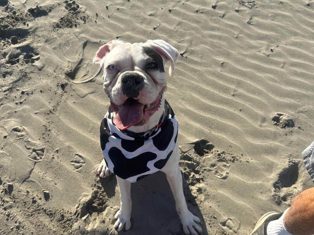 Seashore Inn on the Beach主图