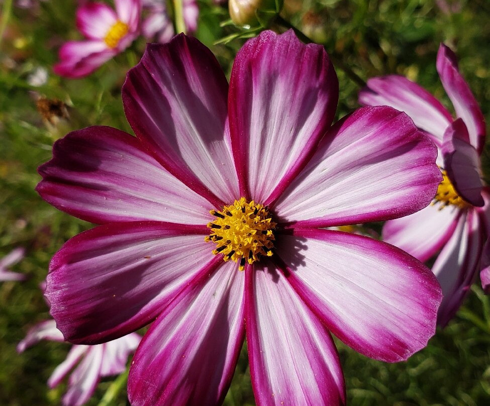 Green Animals Topiary Garden-Portsmouth必去景点