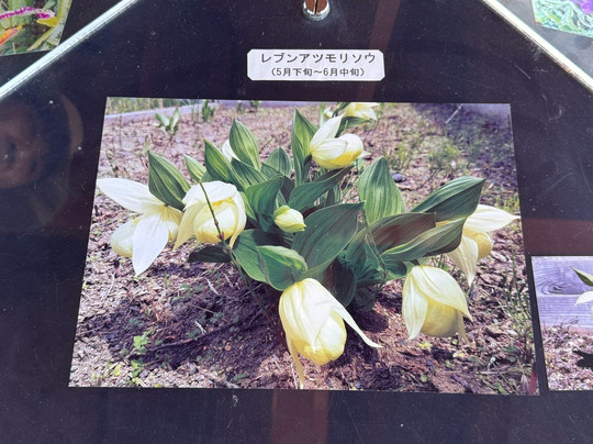 Takayama Botanical Garden-礼文町必去景点
