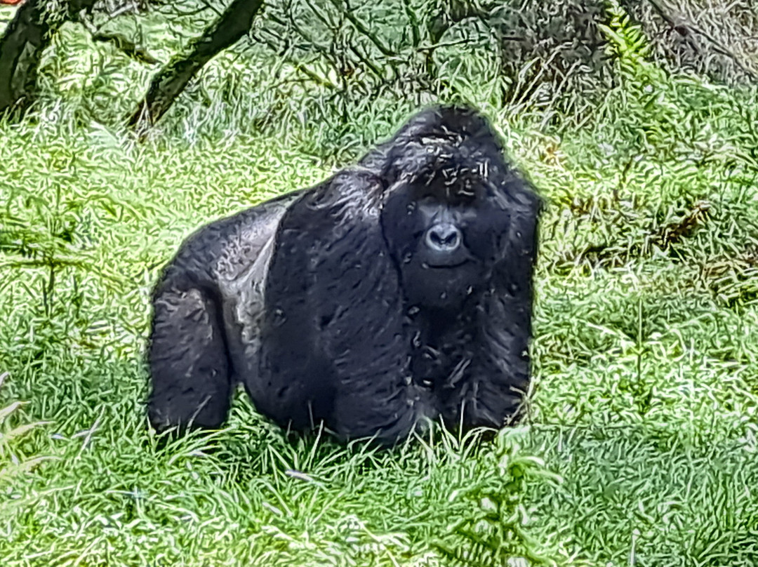 Kigezi Vima Safaris-Kibale National Park必去景点