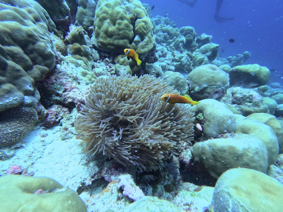 Dive Club Furaveri-Furaveri必去景点