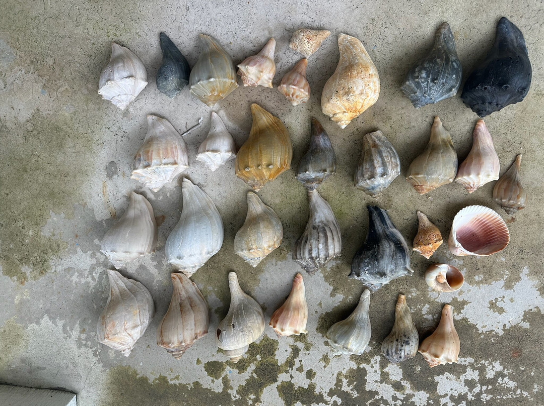 Lookout Cruises-Beaufort必去景点