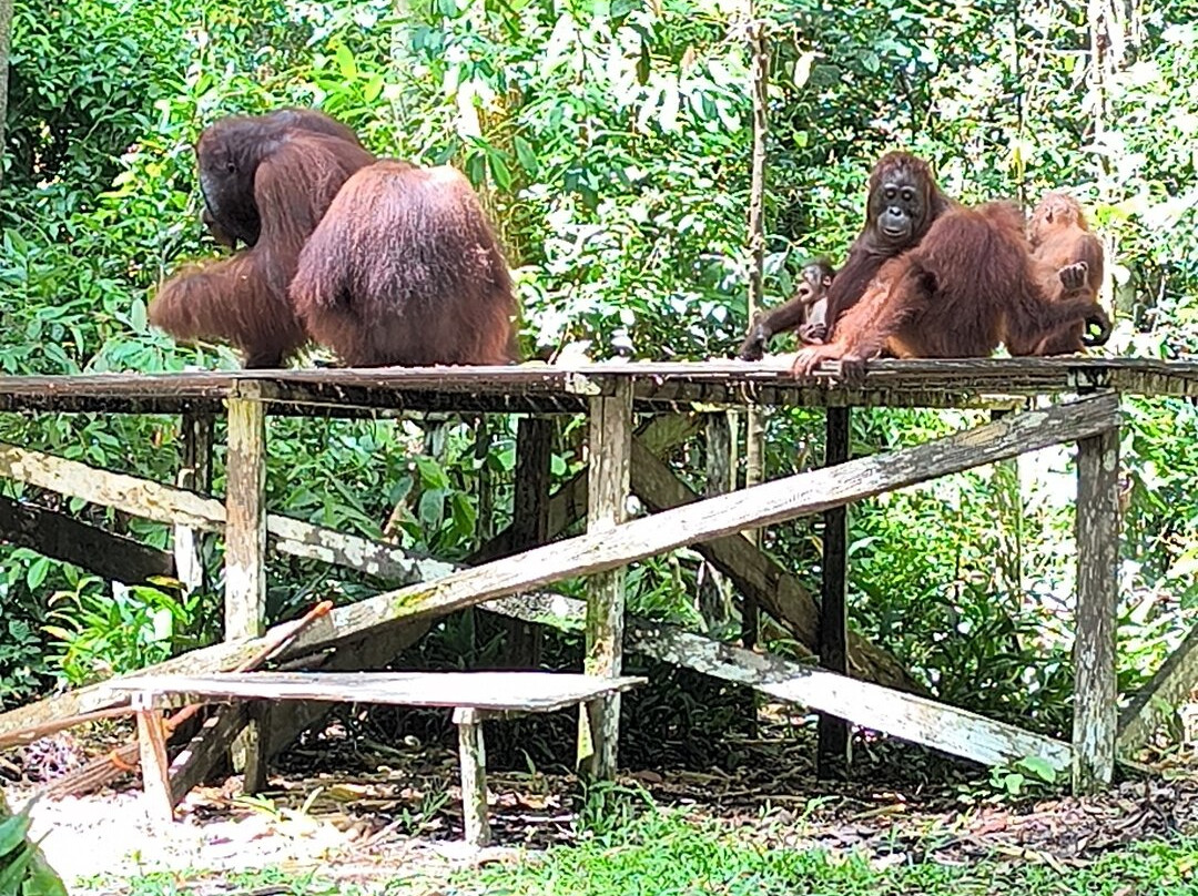 Orangutan Tour Kelotok-Pangkalan Bun必去景点