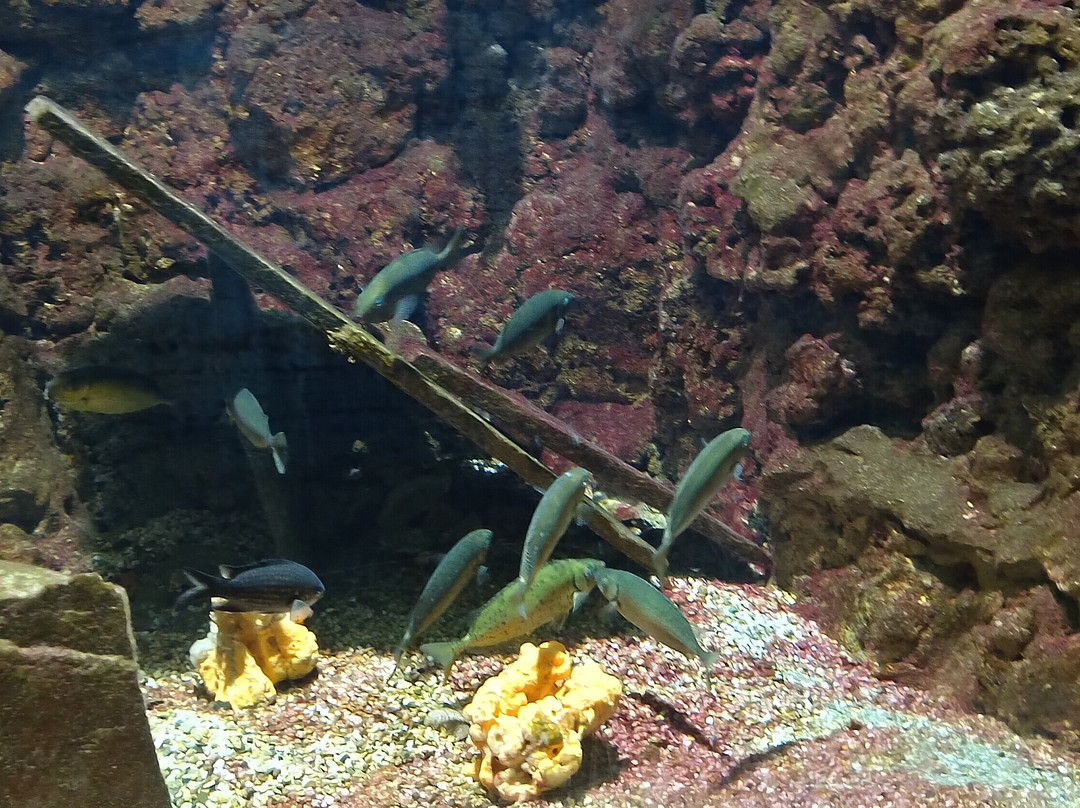 Aquarium Of Faliraki (Aquaworld)-Faliraki必去景点