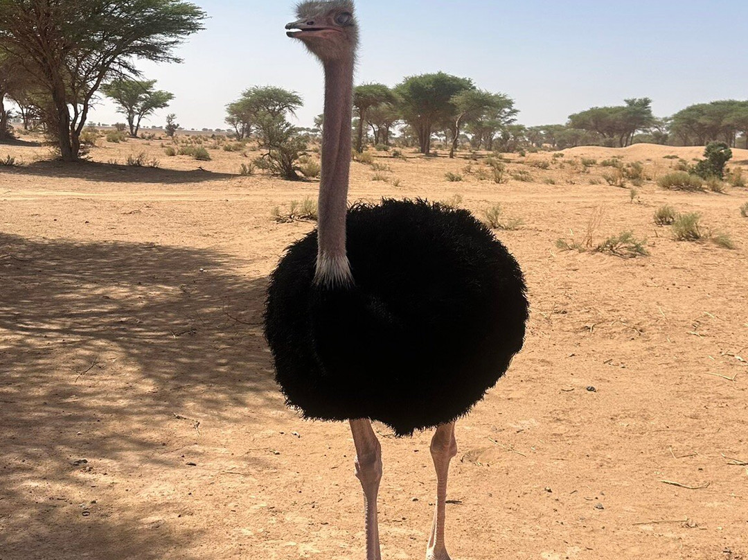 Sahara Relax-扎古拉必去景点